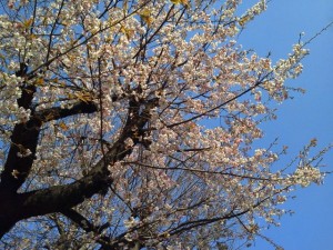 桜