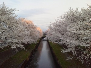 川沿いの桜